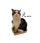 British  Shorthair HOTATE（個別スタンプ：1）