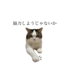 British  Shorthair HOTATE（個別スタンプ：2）