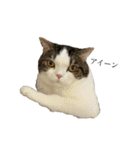 British  Shorthair HOTATE（個別スタンプ：3）