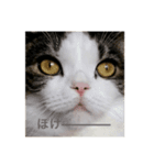 British  Shorthair HOTATE（個別スタンプ：4）