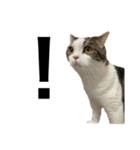 British  Shorthair HOTATE（個別スタンプ：5）