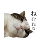 British  Shorthair HOTATE（個別スタンプ：6）