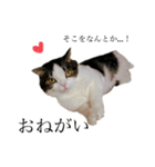 British  Shorthair HOTATE（個別スタンプ：7）