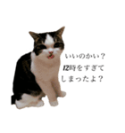 British  Shorthair HOTATE（個別スタンプ：8）