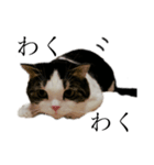 British  Shorthair HOTATE（個別スタンプ：9）