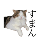 British  Shorthair HOTATE（個別スタンプ：11）