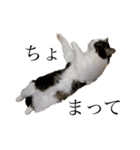 British  Shorthair HOTATE（個別スタンプ：13）