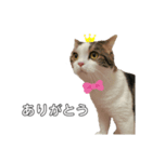 British  Shorthair HOTATE（個別スタンプ：14）