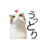 British  Shorthair HOTATE（個別スタンプ：15）