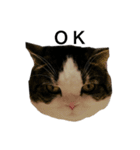 British  Shorthair HOTATE（個別スタンプ：16）