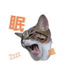 なえ、まろの日常（個別スタンプ：4）