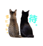 なえ、まろの日常（個別スタンプ：6）