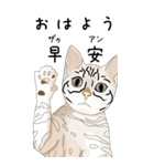 日本麦わら猫と台湾石虎猫のスタンプvol.2（個別スタンプ：1）