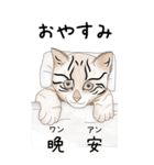 日本麦わら猫と台湾石虎猫のスタンプvol.2（個別スタンプ：2）