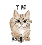 日本麦わら猫と台湾石虎猫のスタンプvol.2（個別スタンプ：6）