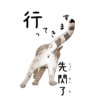 日本麦わら猫と台湾石虎猫のスタンプvol.2（個別スタンプ：10）