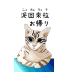 日本麦わら猫と台湾石虎猫のスタンプvol.2（個別スタンプ：11）