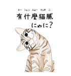 日本麦わら猫と台湾石虎猫のスタンプvol.2（個別スタンプ：13）