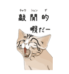 日本麦わら猫と台湾石虎猫のスタンプvol.2（個別スタンプ：15）