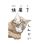 日本麦わら猫と台湾石虎猫のスタンプvol.2（個別スタンプ：16）