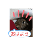 うさぎのココアさん（個別スタンプ：4）