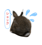 うさぎのココアさん（個別スタンプ：6）