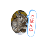 うさぎのココアさん（個別スタンプ：10）