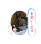 うさぎのココアさん（個別スタンプ：13）