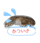 うさぎのココアさん（個別スタンプ：15）