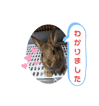 うさぎのココアさん（個別スタンプ：18）