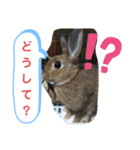 うさぎのココアさん（個別スタンプ：19）