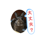 うさぎのココアさん（個別スタンプ：21）
