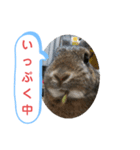うさぎのココアさん（個別スタンプ：22）