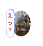 うさぎのココアさん（個別スタンプ：23）