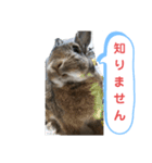 うさぎのココアさん（個別スタンプ：24）