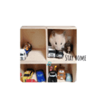 ハムコロちゃん（個別スタンプ：3）