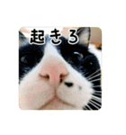 うしピスpart1（個別スタンプ：1）