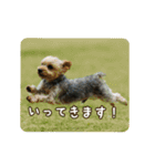 うしピスpart1（個別スタンプ：9）