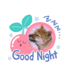 豆柴 ヤンチャさくら ฅ^•ﻌ•^ฅ（個別スタンプ：3）