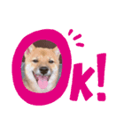 豆柴 ヤンチャさくら ฅ^•ﻌ•^ฅ（個別スタンプ：5）