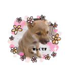 豆柴 ヤンチャさくら ฅ^•ﻌ•^ฅ（個別スタンプ：12）