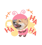 豆柴 ヤンチャさくら ฅ^•ﻌ•^ฅ（個別スタンプ：18）