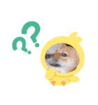 豆柴 ヤンチャさくら ฅ^•ﻌ•^ฅ（個別スタンプ：23）