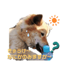 しずくちゃんスタンプ*2（個別スタンプ：4）