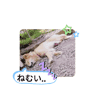 しずくちゃんスタンプ*2（個別スタンプ：8）