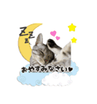 サクラちゃんすたんぷ（個別スタンプ：3）