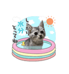 サクラちゃんすたんぷ（個別スタンプ：5）