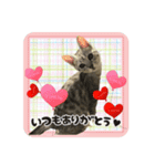 サクラちゃんすたんぷ（個別スタンプ：8）