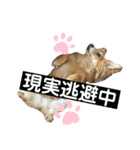 第2弾！ちょこたん＆ひめたん（個別スタンプ：3）