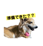 第2弾！ちょこたん＆ひめたん（個別スタンプ：5）